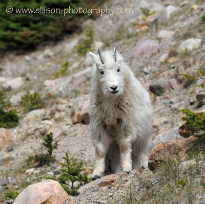 Mountain Goat kid