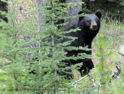 Black Bear on Sunshine Mountain