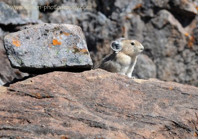 Pika