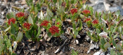 Alpine flowers on Burstall Pass trail