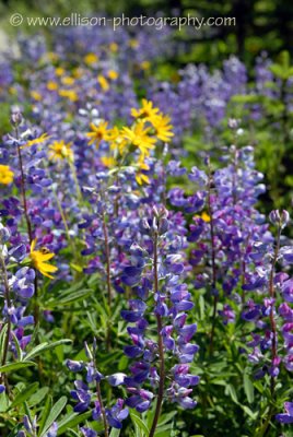 Meadows in the Sky Parkway