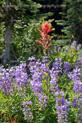 Lupin and Paintbrush - Meadows in the Sky Parkway
