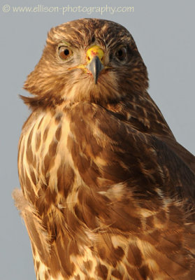 Common Buzzard