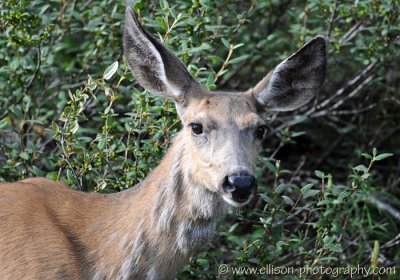 Deer at Moraine Lake Road