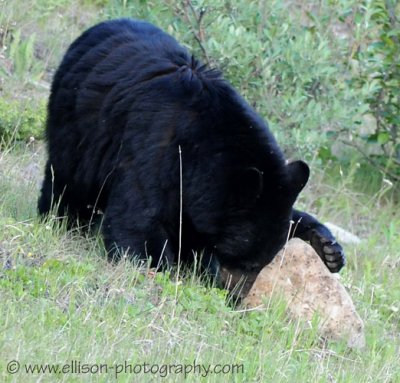 Black Bear looking for insects