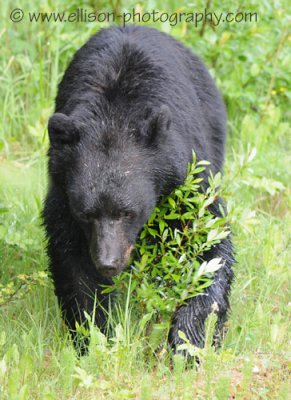 Black Bear along Maligne Lake road