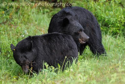Black Bear siblings