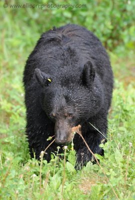 munching Black Bear