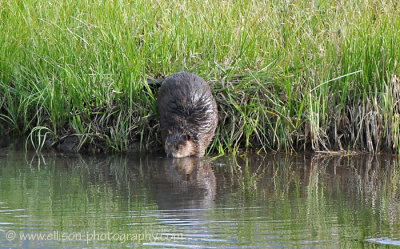 American Beaver