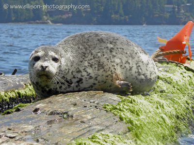 Seal in Indian Arm