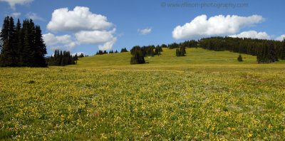 Glacier Lily meadows on Trophy Mountain