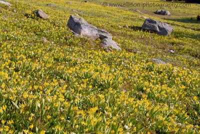 Glacier Lily meadows on Trophy Mountain