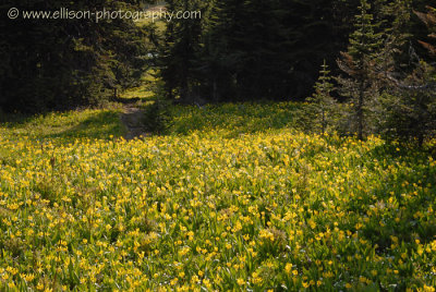 Glacier Lilies on Trophy Mountain