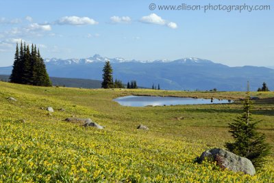 Lake surrounded by Glacier Lily meadows on Trophy Mountain