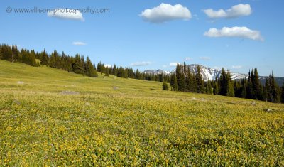 Glacier Lily meadows on Trophy Mountain