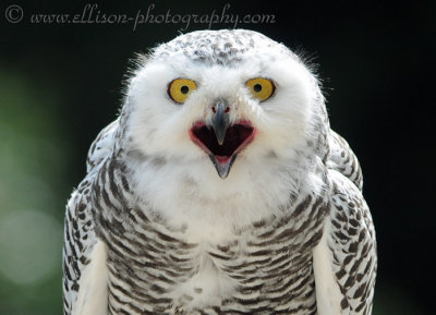 Snowy Owl