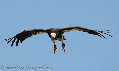 White-headed Vulture