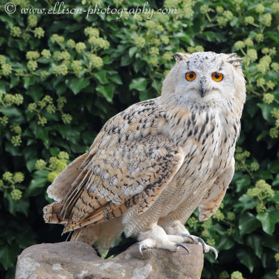 Siberian Eagle Owl