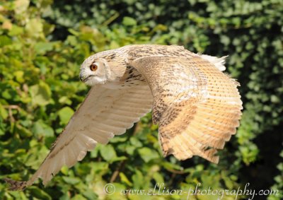 Siberian Eagle Owl