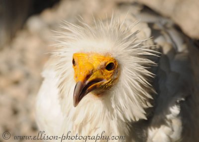 Egyptian Vulture