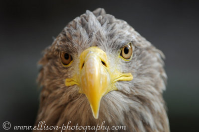 White-tailed Eagle