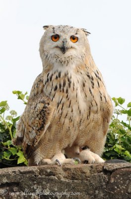 Siberian Eagle Owl