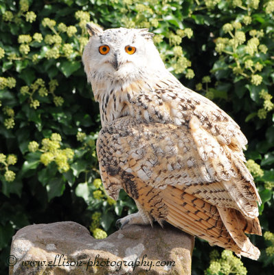 Siberian Eagle Owl