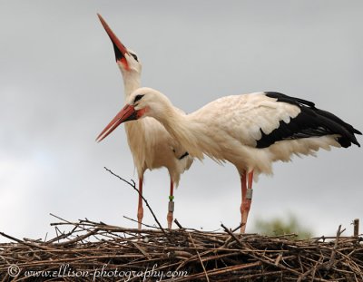 Storks