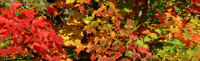 Autumn colours on one single tree!