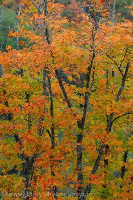 Laurentians autumn colours