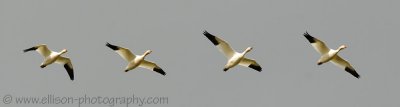 Snow Geese at Cap Tourmente