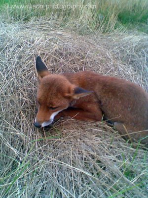 The story of the injured fox
