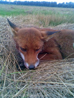 The story of the injured fox