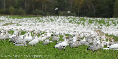 Snow Geese at Cap Tourmente