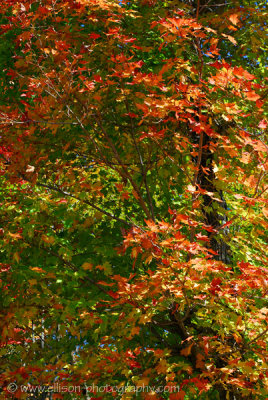 Laurentian Autumn colours