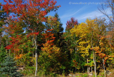 The dazzling colours of the Laurentians