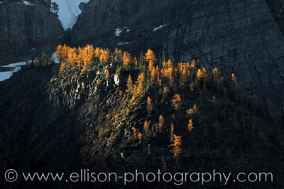 Autumn Larches in Valley of the Ten Peaks