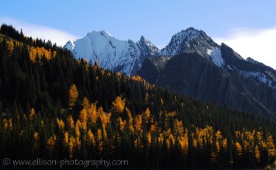 Golden larches surrounded by snowy peaks