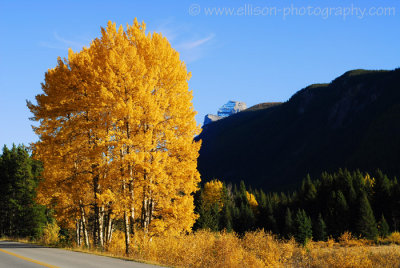 Autumn aspen and Pilot Mountain
