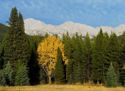 Autumn colours along the Bow Valley Parkway
