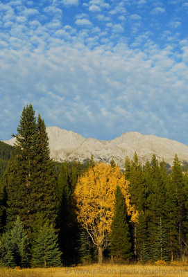 Autumn colours along the Bow Valley Parkway
