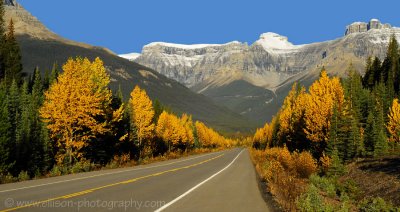 Autumn colours on the Icefield Parkway