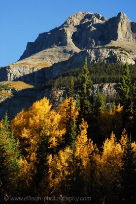 Autumn colours on Mount Coleman