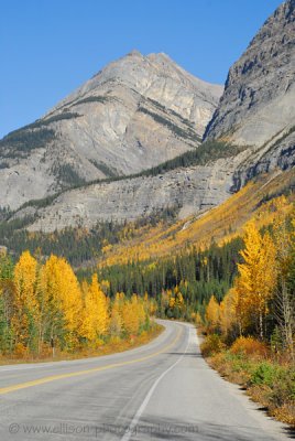 Mount Coleman, autumn colours along the Icefields Parkway