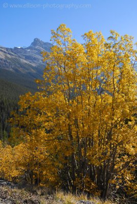 Autumn colours on the Icefields Parkway