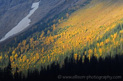 Autumn colours at Highwood Pass