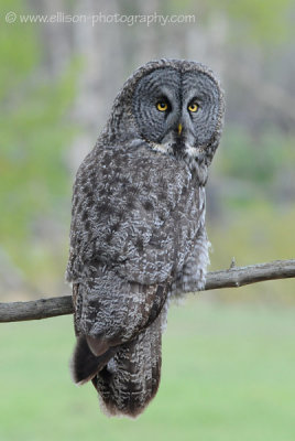 Great Gray Owl