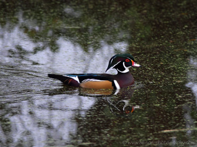 Wood duck