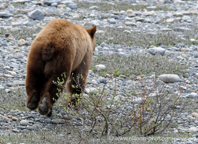 Cinnamon black bear