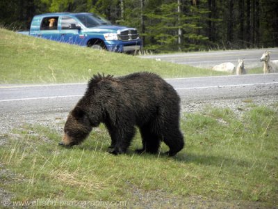 Grizzly ignoring sheep and people